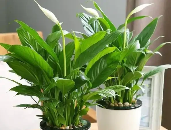 花葉怎麼變成「青青草原」?4種「肥水」別錯過,葉片碧綠有光澤