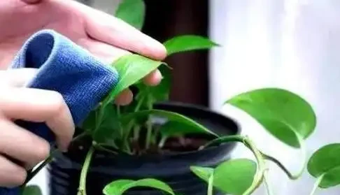 花葉怎麼變成「青青草原」?4種「肥水」別錯過,葉片碧綠有光澤