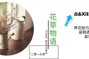 花葉怎麼變成「青青草原」？4種「肥水」別錯過，葉片碧綠有光澤