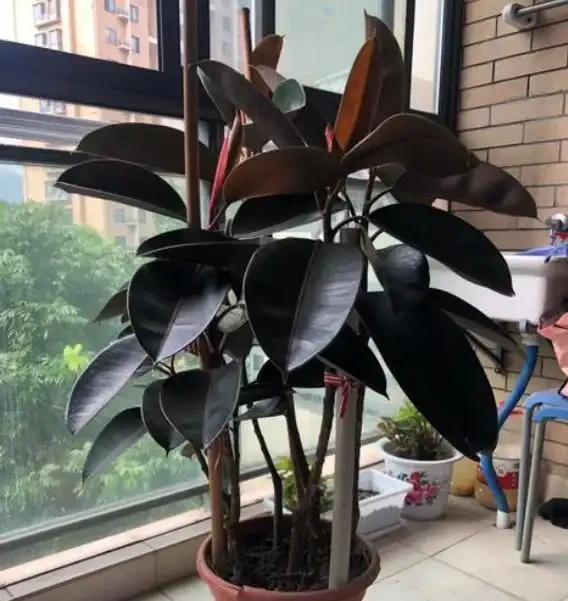 插枝橡膠榕,用此「方法」,一根枝條插土裡,長出一整盆,超實用