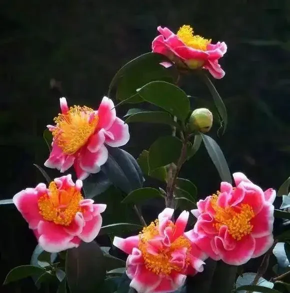 秋天茶花突然葉尖乾枯發黃,別擔心,學會3招就搞定