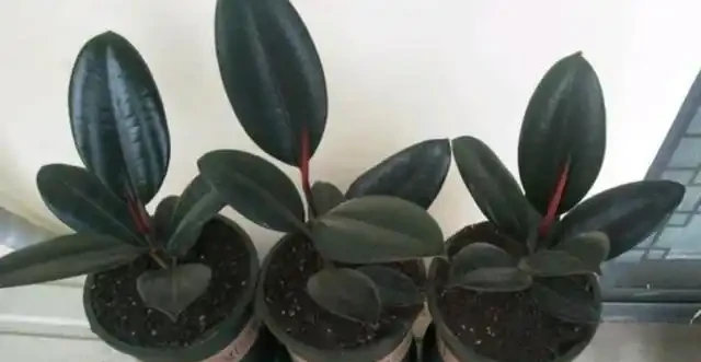 插枝橡膠榕,用此「方法」,一根枝條插土裡,長出一整盆,超實用