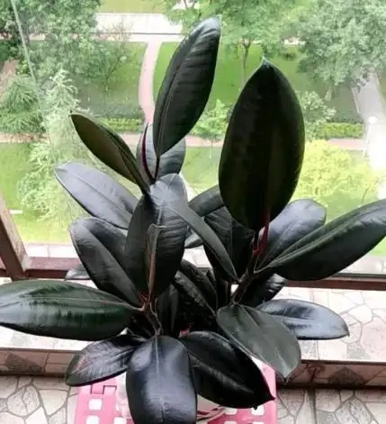 插枝橡膠榕，用此「方法」，一根枝條插土裡，長出一整盆，超實用