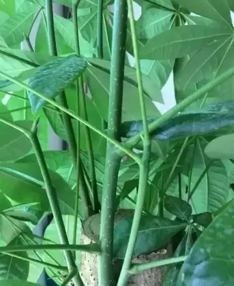 秋季扦發財樹,一根枝條就是一盆,長根率超高,一個月成型