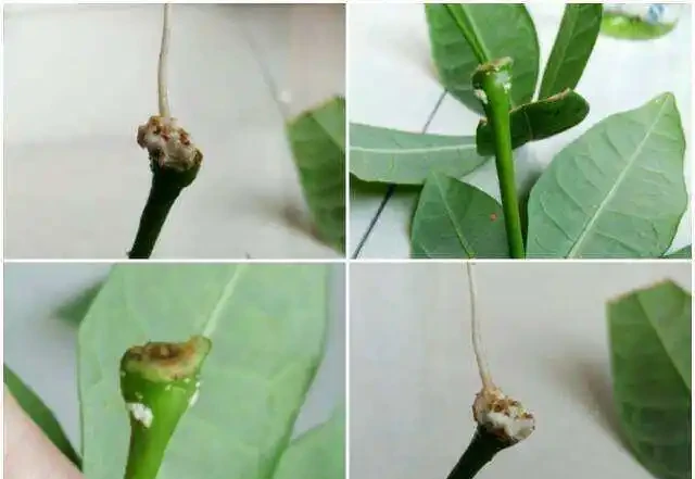 秋季扦發財樹,一根枝條就是一盆,長根率超高,一個月成型