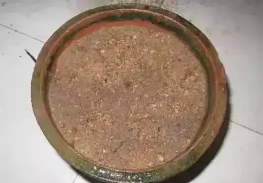 秋季扦發財樹,一根枝條就是一盆,長根率超高,一個月成型