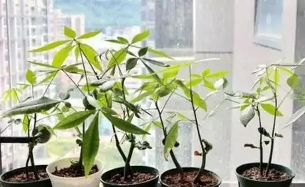 秋季扦發財樹,一根枝條就是一盆,長根率超高,一個月成型