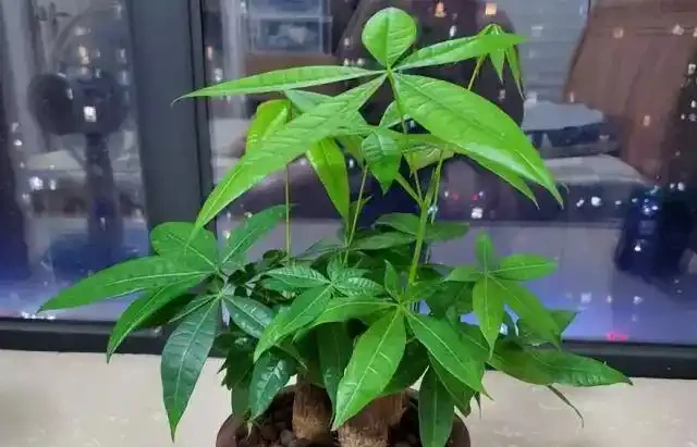 秋季扦發財樹,一根枝條就是一盆,長根率超高,一個月成型