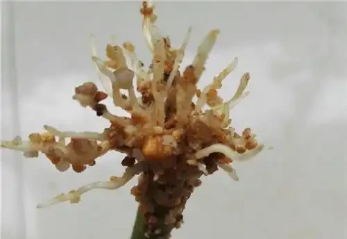 秋季扦發財樹,一根枝條就是一盆,長根率超高,一個月成型