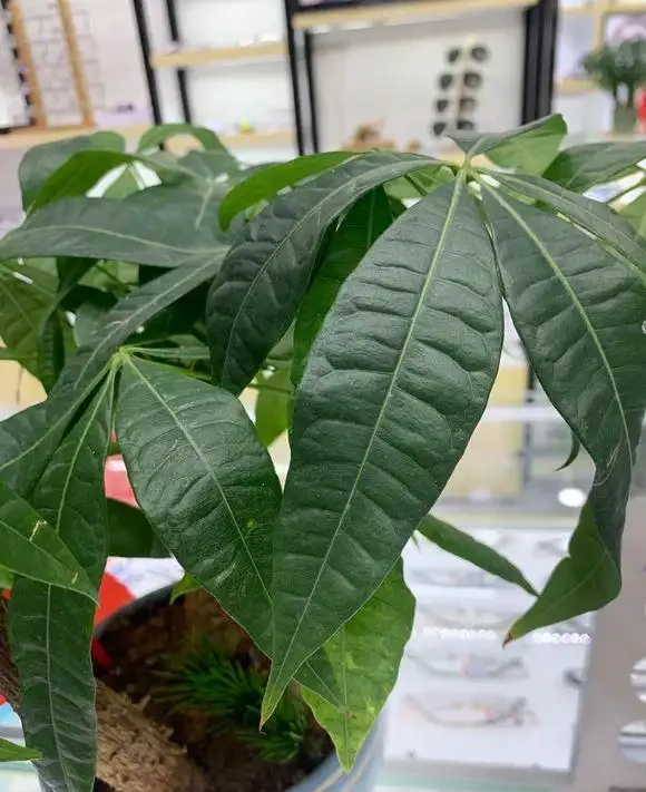 秋季扦發財樹,一根枝條就是一盆,長根率超高,一個月成型