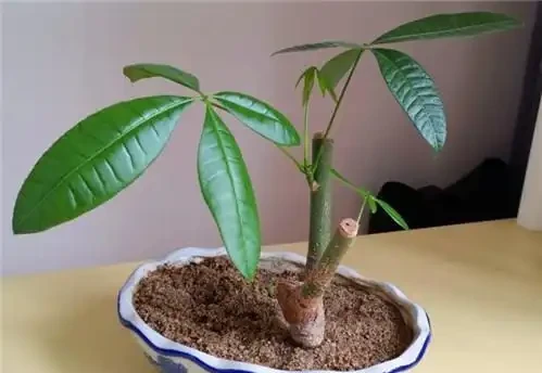 秋季扦發財樹,一根枝條就是一盆,長根率超高,一個月成型