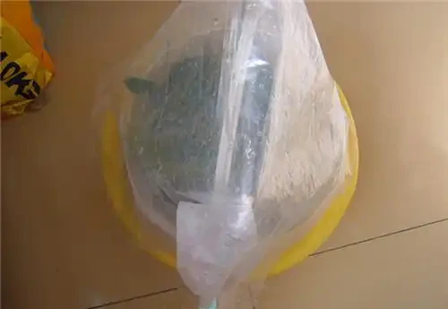 秋季扦發財樹,一根枝條就是一盆,長根率超高,一個月成型
