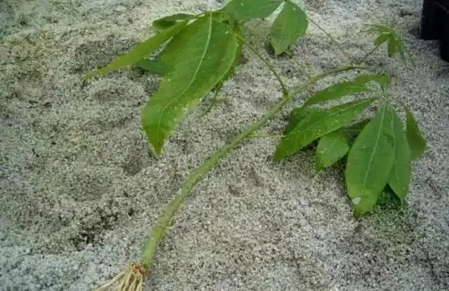 秋季扦發財樹,一根枝條就是一盆,長根率超高,一個月成型