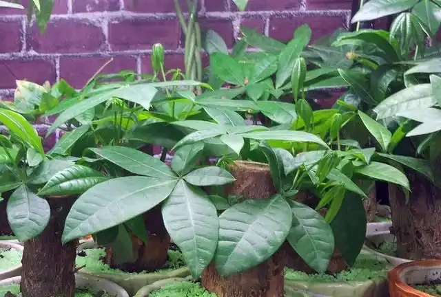 秋季扦發財樹,一根枝條就是一盆,長根率超高,一個月成型