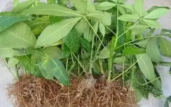 秋季扦發財樹,一根枝條就是一盆,長根率超高,一個月成型