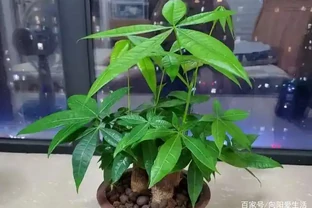 秋季扦發財樹，一根枝條就是一盆，長根率超高，一個月成型