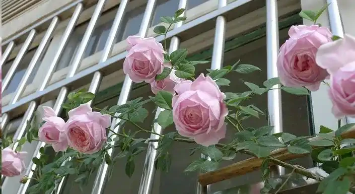 地植玫瑰想移植?給您3點建議,成活快!