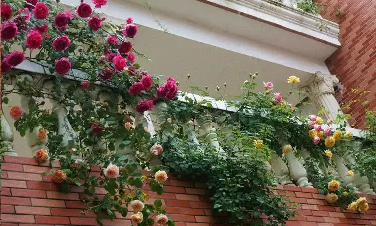 地植玫瑰想移植?給您3點建議,成活快!