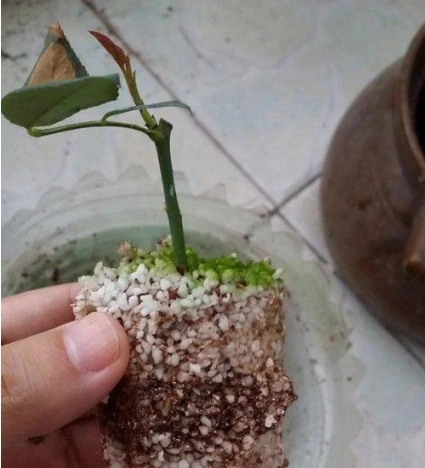 玫瑰插枝長根後，移植講究「方法」，成活率高，長勢好