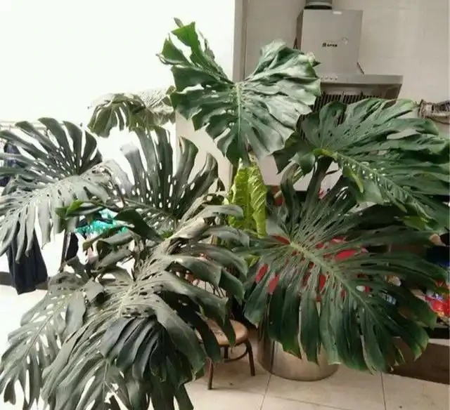 龜背芋長的比人高?咔嚓一剪刀,變成矮「老樁」