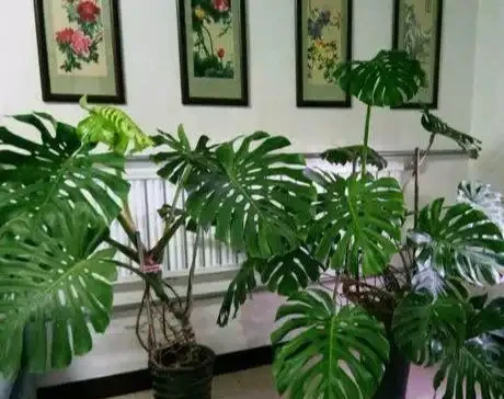 龜背芋長的比人高?咔嚓一剪刀,變成矮「老樁」