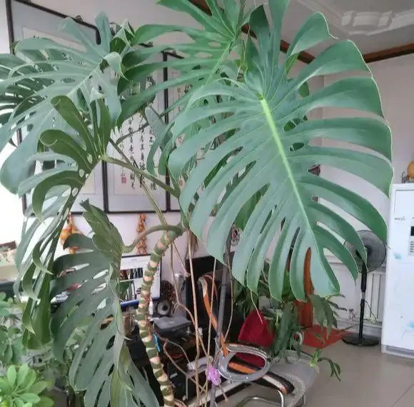 龜背芋長的比人高?咔嚓一剪刀,變成矮「老樁」