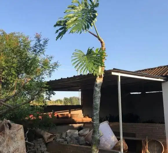 龜背芋長的比人高?咔嚓一剪刀,變成矮「老樁」