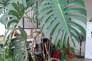龜背芋長的比人高？咔嚓一剪刀，變成矮「老樁」