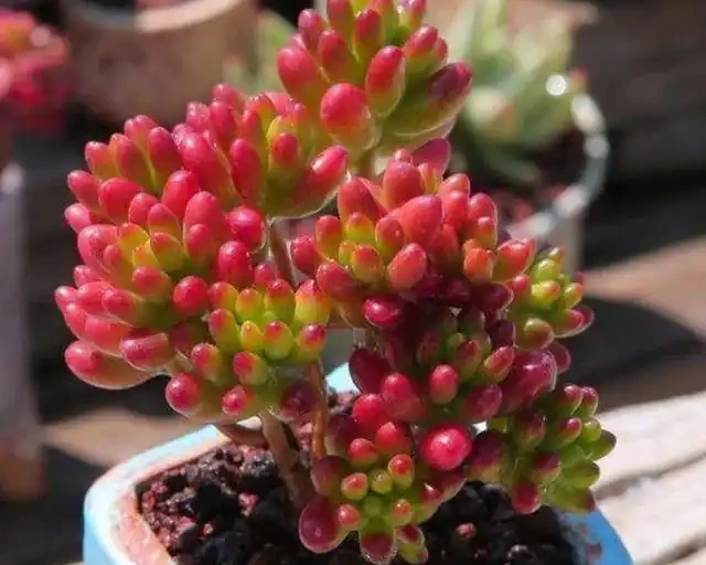 花草枝葉發蔫、乾枯怎麼辦?7種「病因」,需找準關鍵對症下藥