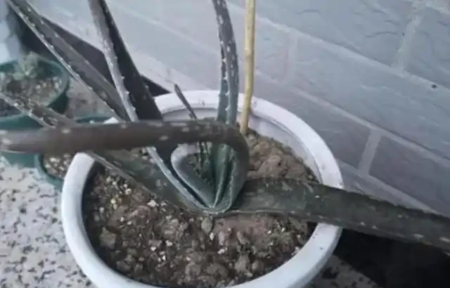 花草枝葉發蔫、乾枯怎麼辦?7種「病因」,需找準關鍵對症下藥