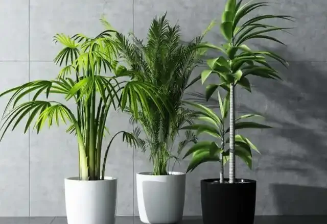 花草枝葉發蔫、乾枯怎麼辦?7種「病因」,需找準關鍵對症下藥