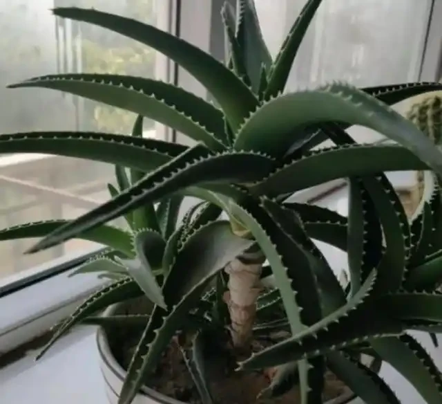 花草枝葉發蔫、乾枯怎麼辦?7種「病因」,需找準關鍵對症下藥