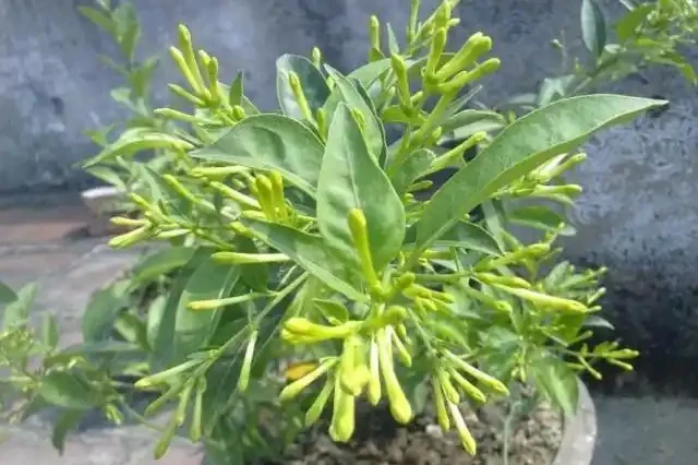 花草枝葉發蔫、乾枯怎麼辦?7種「病因」,需找準關鍵對症下藥