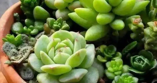 花草枝葉發蔫、乾枯怎麼辦?7種「病因」,需找準關鍵對症下藥