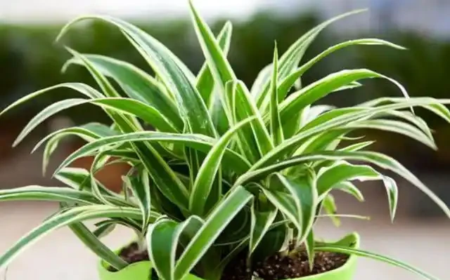 花草枝葉發蔫、乾枯怎麼辦?7種「病因」,需找準關鍵對症下藥