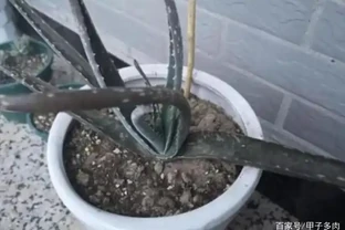 花草枝葉發蔫、乾枯怎麼辦？7種「病因」，需找準關鍵對症下藥
