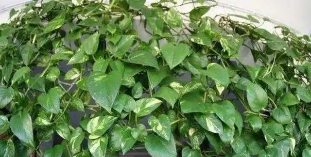 北方冬季養黃金葛,最怕黃葉腐根,定期噴點「防護水」,安穩越冬