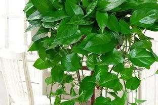 北方冬季養黃金葛，最怕黃葉腐根，定期噴點「防護水」，安穩越冬