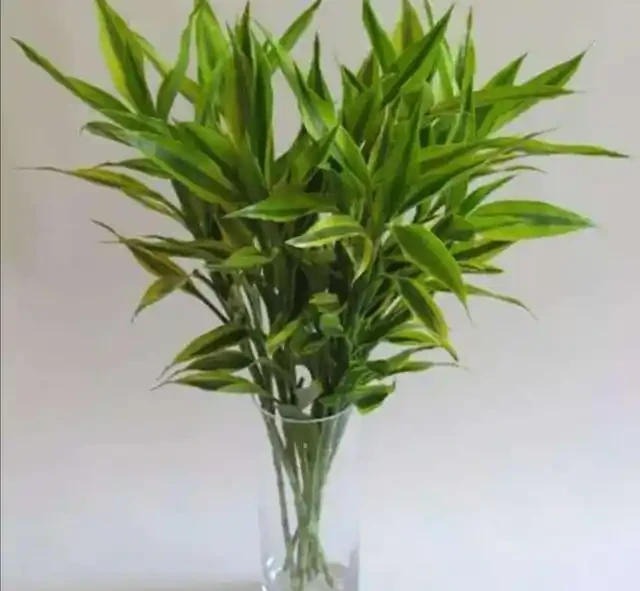 水耕萬年竹出現黃葉,常由5方面造成,應及時解決