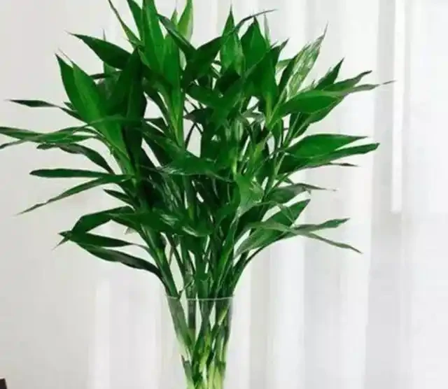 水耕萬年竹出現黃葉,常由5方面造成,應及時解決