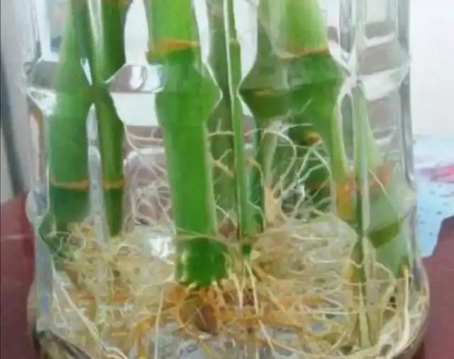 水耕萬年竹出現黃葉,常由5方面造成,應及時解決