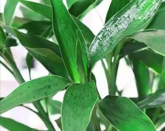 水耕萬年竹出現黃葉,常由5方面造成,應及時解決