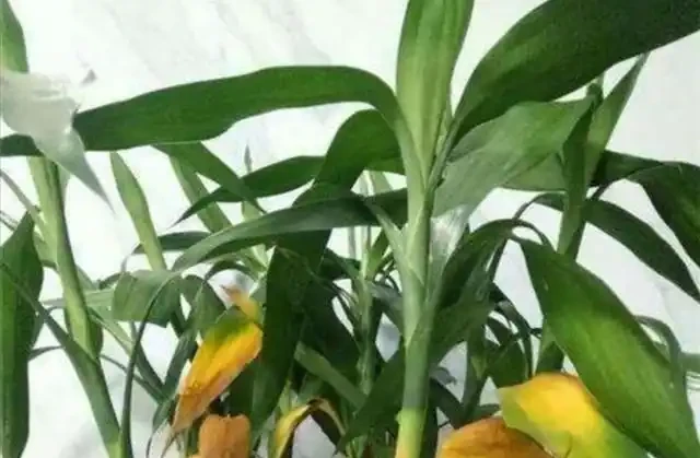 水耕萬年竹出現黃葉,常由5方面造成,應及時解決