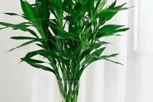 水耕萬年竹出現黃葉，常由5方面造成，應及時解決