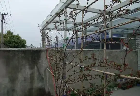 不怕凍的4種爬藤花 生長快開花勤 冬天也能長成大花牆!