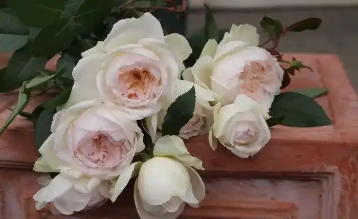 不怕凍的4種爬藤花 生長快開花勤 冬天也能長成大花牆!