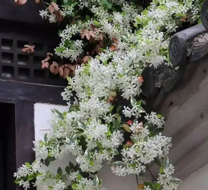 不怕凍的4種爬藤花 生長快開花勤 冬天也能長成大花牆!