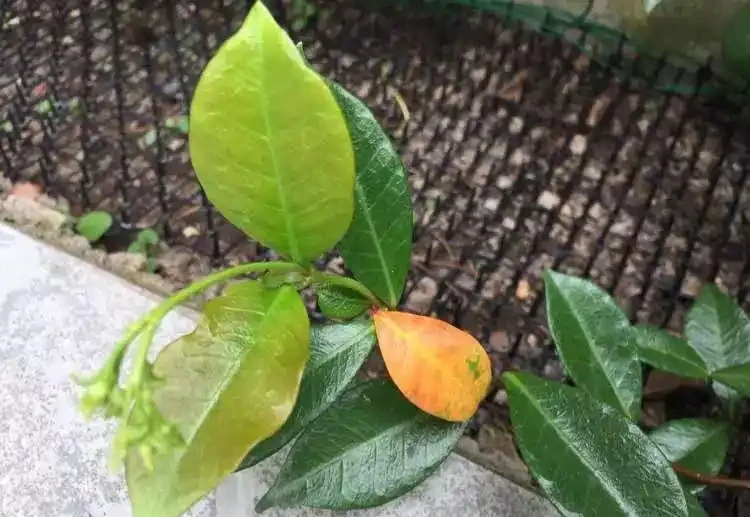 不怕凍的4種爬藤花 生長快開花勤 冬天也能長成大花牆!