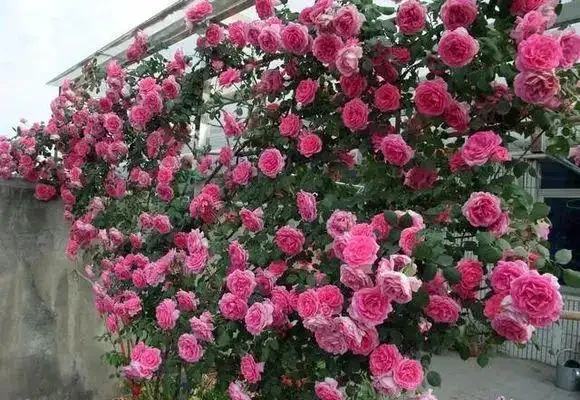 不怕凍的4種爬藤花 生長快開花勤 冬天也能長成大花牆!