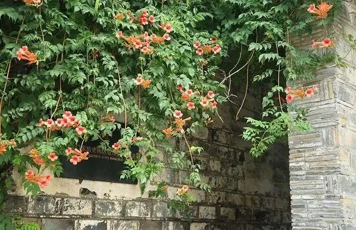 不怕凍的4種爬藤花 生長快開花勤 冬天也能長成大花牆!